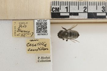 Media type: image;   Entomology 790917 Aspect: Labels